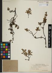Foto von Salix herbacea L. x Salix lapponum L.